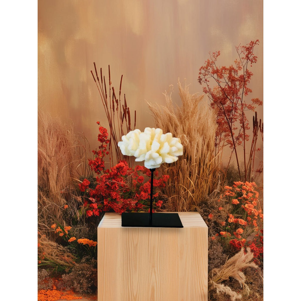 Koraalcollectie met metalen standaard - maat: H25cm B15cm D15cm