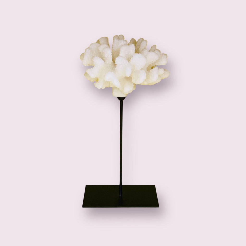 Koraalcollectie met metalen standaard -L-maat: H29cm B15cm D15cm