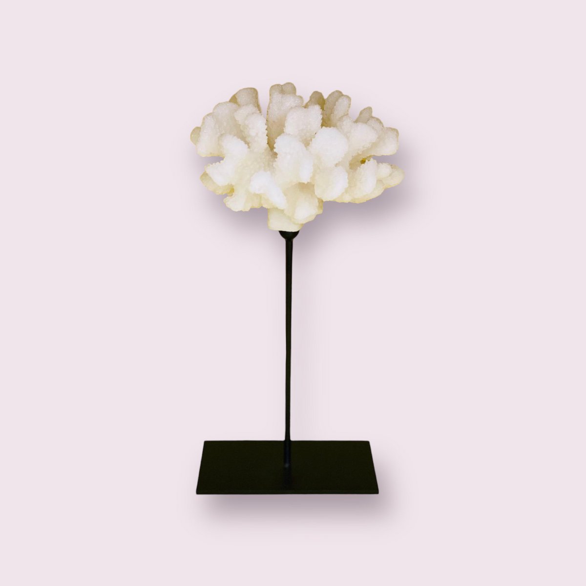 Koraalcollectie met metalen standaard -L-maat: H29cm B15cm D15cm