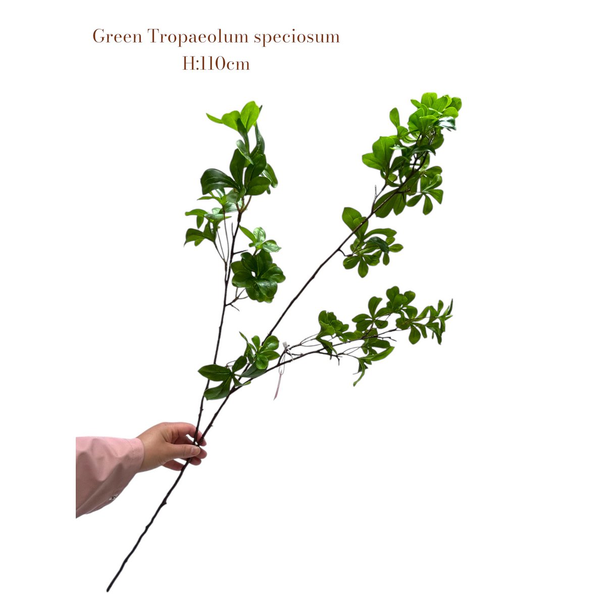Tropaeolum speciosum Green | Zijden kunstbloem | Lengte 110 1pcs