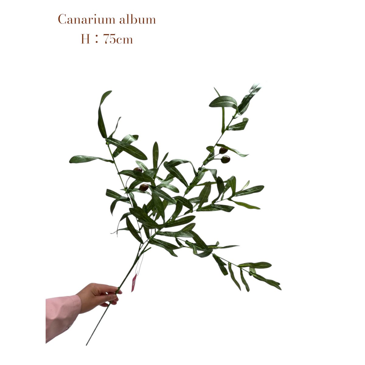 Canarium album | Zijden kunstbloem | Lengte 75 1pcs