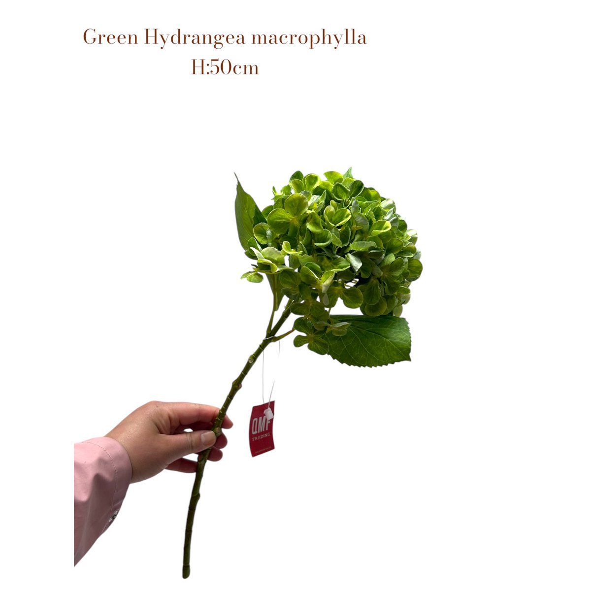 Artificial flowers Hydrangea Macrophylla Green | Zijden kunstbloem | Lengte 50 1pcs
