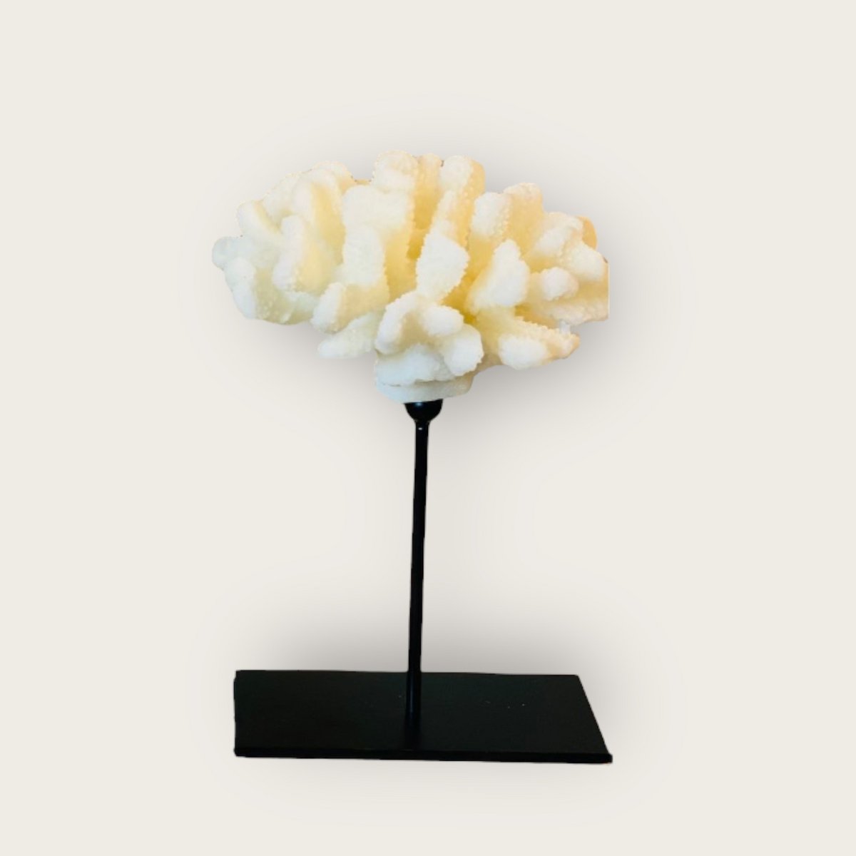 Koraalcollectie met metalen standaard - maat: H25cm B15cm D15cm