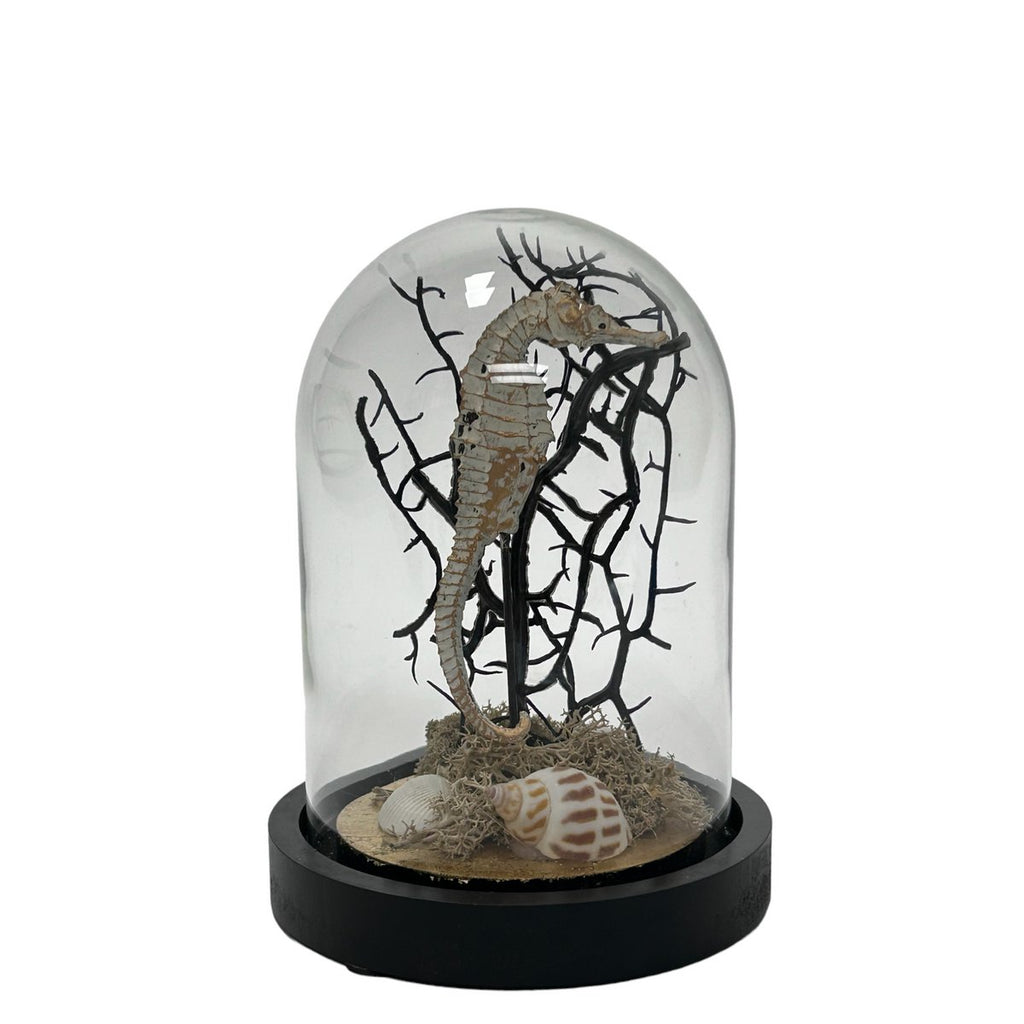 Zeepaardje Stolp(YF-05)