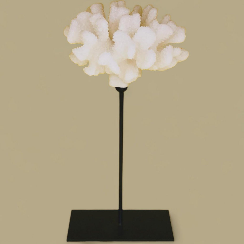 Koraalcollectie met metalen standaard -L-maat: H29cm B15cm D15cm